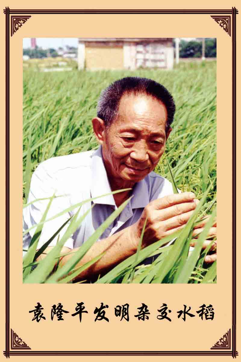 海报印制208海报展板素材(制作)6466袁隆平发明杂交水稻
