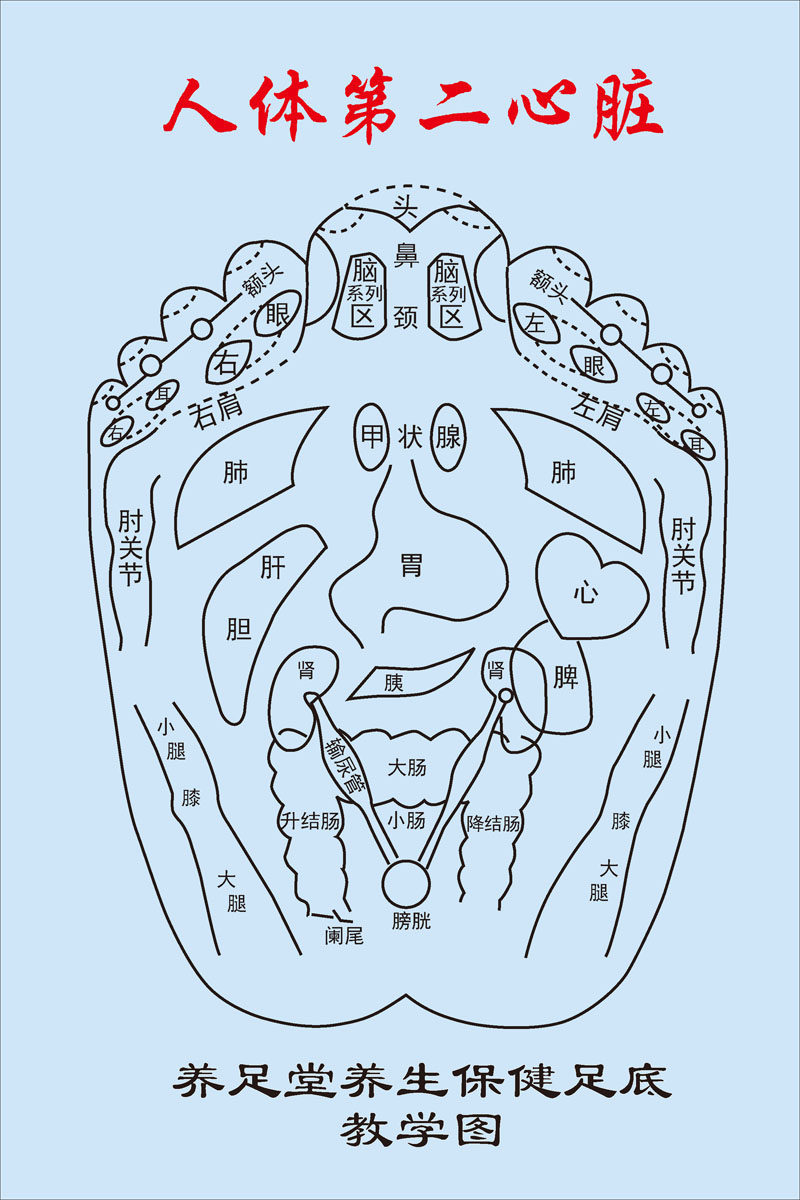 569海报印制海报展板素材169足疗示意图穴位图