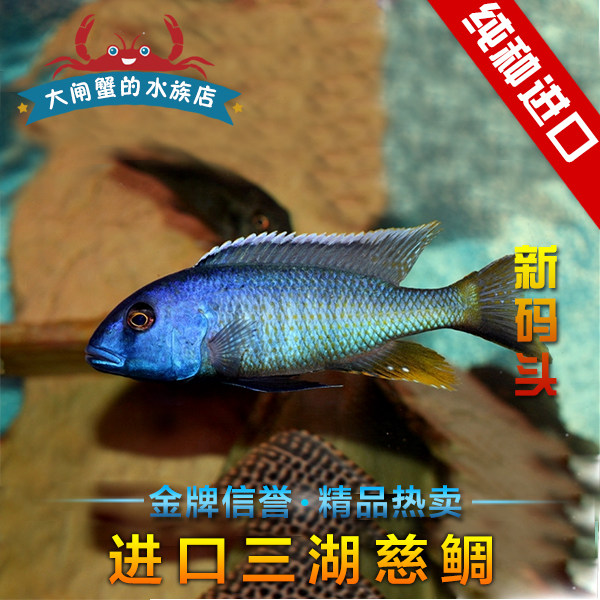 德系进口三湖慈鲷 马鲷 新码头 大马 热带鱼观赏鱼 活体
