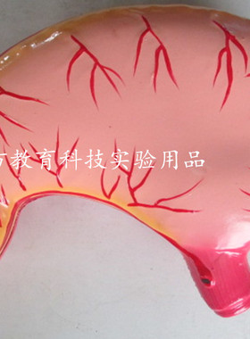 33222胃解剖模型 人体器官模型 自然大 生物 医学器材 教学仪器