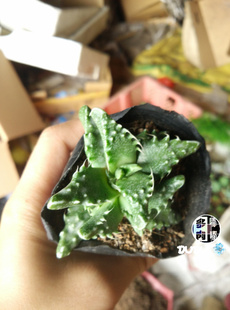 嘟嘟多肉植物批发【怒涛】龙爪 红爪 星球 普西利菊 万重山 雷童