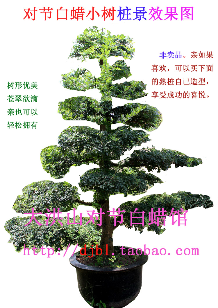 对节白蜡高干大盆景高杆盆栽对接白腊桩树桩熟桩花坛庭院大树木