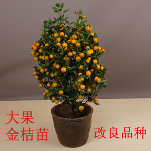 脆皮金桔树大南方种植嫁接当年结果庭院阳台盆栽地栽四季水果树苗