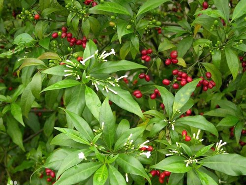 正品野外中草药药材新鲜萝芙木鱼胆木山马蹄现采现挖现货现挖 - 封面