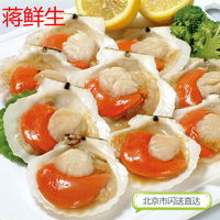 新鲜海鲜 扇贝5-6头獐子岛扇贝 鲜活夏夷贝