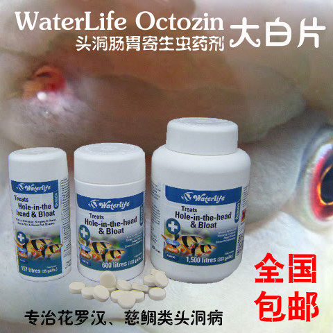 处理血鹦鹉花罗汉慈鲷鱼头洞病鱼药 头部溃烂鞭毛虫感染有效