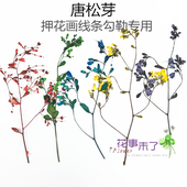 唐松芽 干花水晶滴胶手机壳diy押花材料天然植物教学标本10朵装