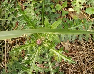 中草药天然大蓟根 马蓟 虎蓟 刺蓟 大刺儿 菜山萝卜 干品500克