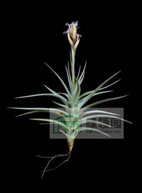 展示 空气凤梨 T.Ixioides Blue Albino黄水晶变种“蓝色白花”