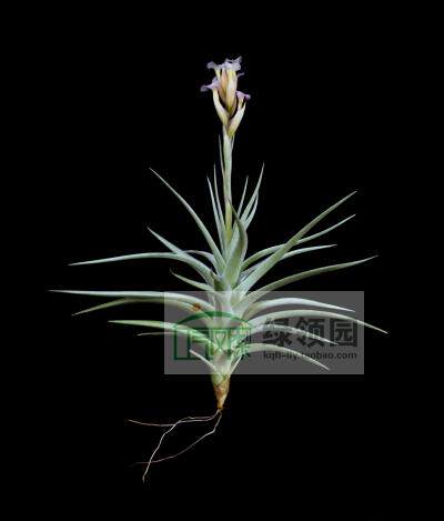 展示 空气凤梨 T.Ixioides Blue Albino黄水晶变种“蓝色白花”