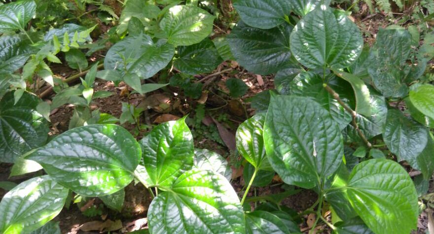 蛤蒌炒田螺调味料假蒟香草植物