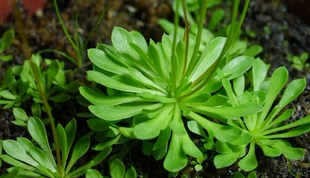 食虫植物-丹波花柱草 食虫草捕蝇草吃虫植物茅膏菜捕虫堇