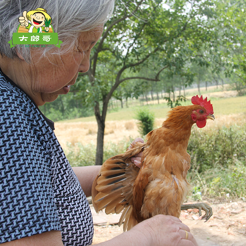 正宗农村家养童子鸡 农家土鸡 公鸡 散养小公鸡 活鸡现杀 土鸡肉|ruв категории водной мясо/свежие фрукты и овощи/еда, сырое мясо/мясо, категории куриного мяса, целая курица - от Buy2taobao.com для оказания профессиональной услуги покупки агента Taobao