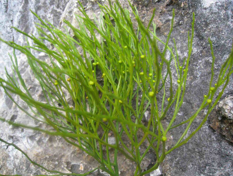 中药材石刷把 松叶蕨 石寄生 岩丝铁石松 竹寄生 新鲜品硬杆500克