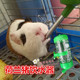 荷兰猪饮水器滚珠兔子水壶真空喝水杯豚鼠喂水仓鼠喝水器挂式 水壶