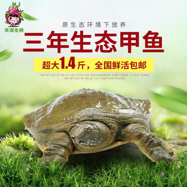 秋冬滋补 缥缈 3年生态甲鱼活体 1.3-1.4斤 优惠券折后￥59包邮（￥89-30）可代为宰杀
