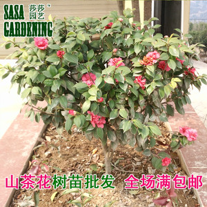 绿植湖北美观庭院苗木山茶花