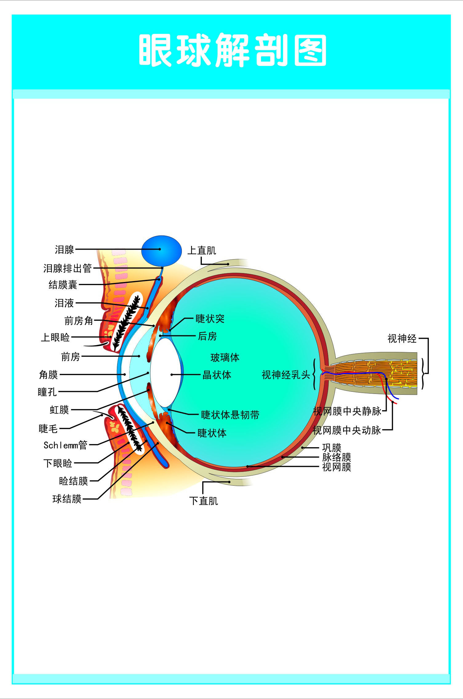 753海报印制展板写真喷绘219眼耳鼻喉科解剖图眼球解剖图