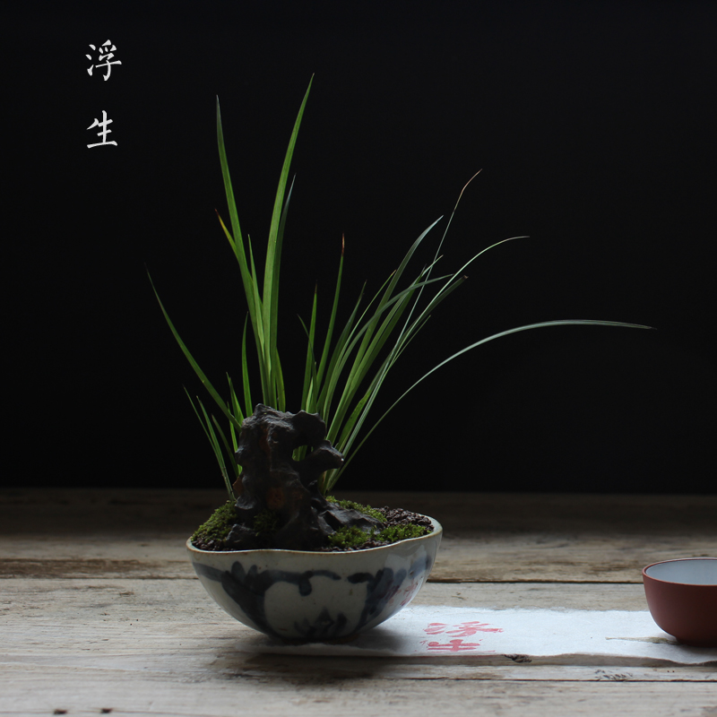 【浮生时光】苔藓植物盆景 金钱虎须菖蒲微景观 文人雅玩茶室摆件|msdalam kategori penghantaran bunga/bunga simulasi/tumbuhan berkebun, Plants Mini kreatif - dari Buy2taobao.com untuk memberikan perkhidmatan ejen Taobao profesional membeli