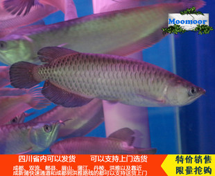 澳洲星点龙鱼 星点金龙鱼 淡水热带观赏鱼 风水宠物鱼 客运包活