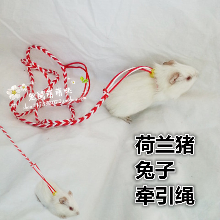 荷兰猪绳兔绳宠物外出溜绳牵引绳外出溜兔绳溜猪绳宠物用品出售