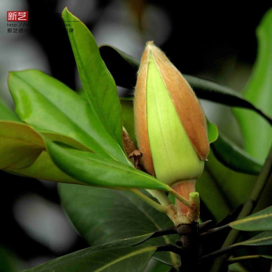 树苗庭院阳台四季浓香型观花植物