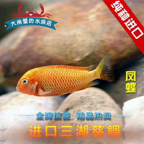 台系三湖慈鲷4-5cm热带鱼