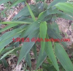 淡竹叶苗 盆栽 药用