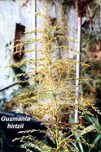 展示 空气凤梨 Tillandsia hirtzii “黑水晶”