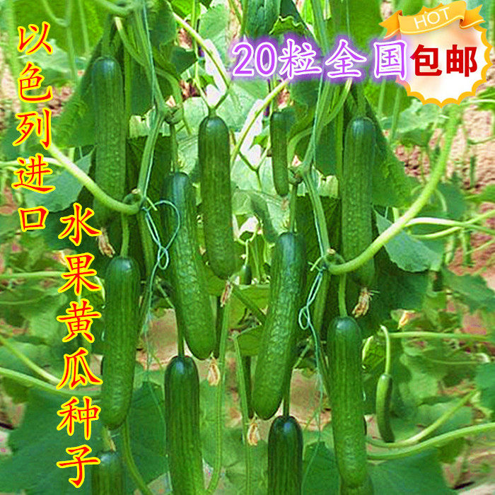 以色列进口水果黄瓜种子迷你黄瓜种子四季播种20粒包邮送蔬菜种子