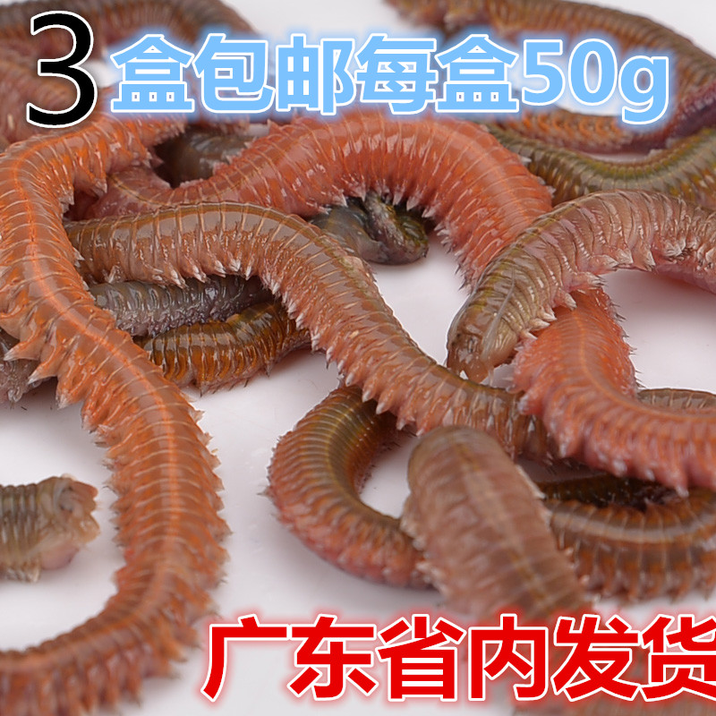 洋泽饵业活青虫红青虫沙蚕船钓海钓活饵海蚯蚓海蚂蝗海蜈蚣-封面