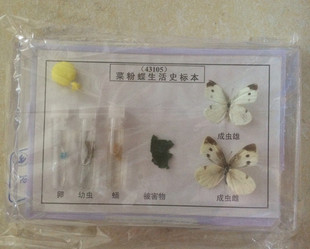 菜粉蝶生活史标本 J4135 实物标本 生物标本 教学标本真蝴蝶标本