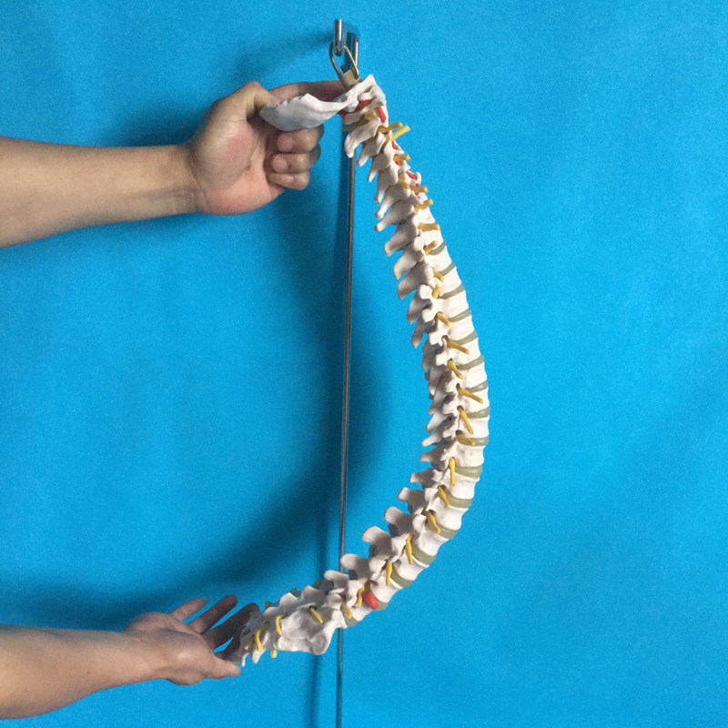 脊椎带尾骨模型人体骨骼模型医教模型可弯曲仿真正骨可拆脊柱模型
