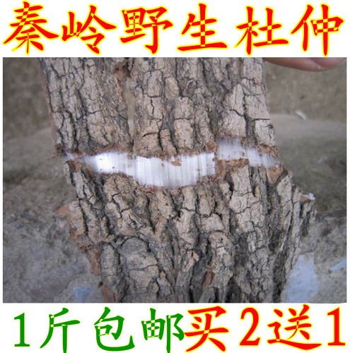 买2送1新货 秦岭野生杜仲皮20年杜仲厚皮泡茶泡酒可磨杜仲粉500g