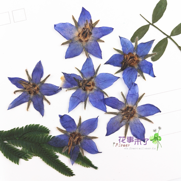 Borage Unbleached primary colors Drip glue Dried flowers Embossing Mobile phone shell Pressedflower Botany teaching specimen Rearranging outstandingin the Home accessories , Vase/Flower/Artificial flowers/Imitation jewelry , Dried flowers/Petal/Dried package/Dry twigs  category - from Buy2taobao.com to provide professional Taobao agent buy service