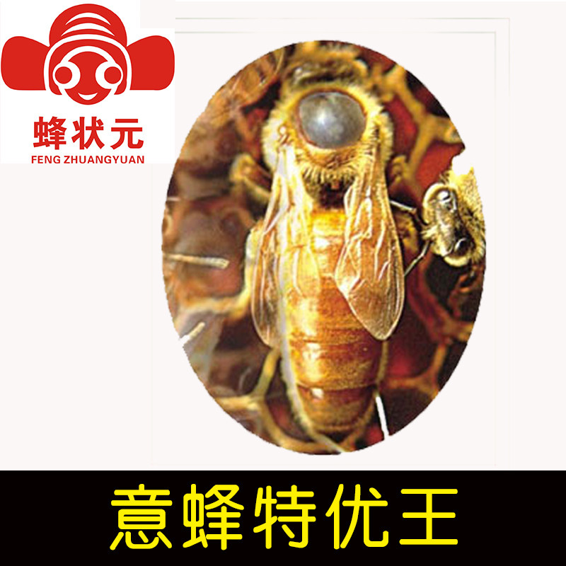 邱汝民 蜂状元 意蜂蜂王 种王 特优王 蜜蜂活体种王浆王FQXZ2052