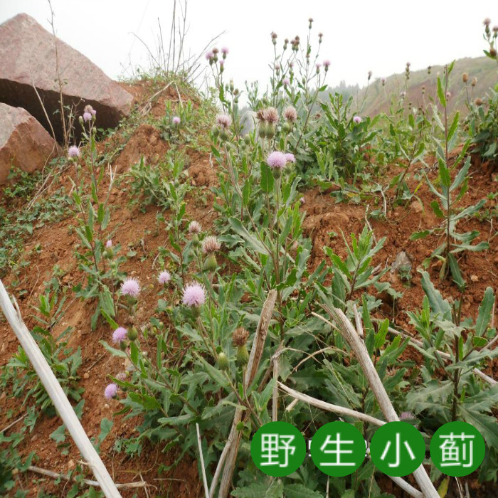 新鲜小蓟七七菜中药材太行山上自然生长阴干色青绿质量好放心购买