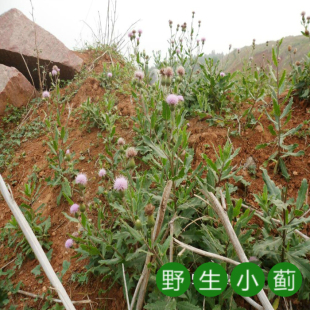 新鲜小蓟七七菜中药材太行山上自然生长阴干色青绿质量好放心购买