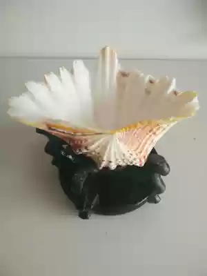 Buy 58 yuan to send base succulents creative potted plants, evil luck, natural shells, conch ashtrays, multi-purpose