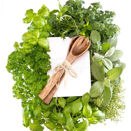 六年草苗麦粒肿草药人家果树苗
