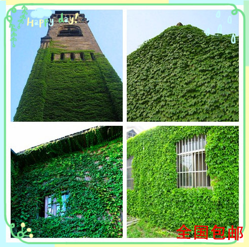 庭院爬藤类爬山虎小苗盆栽绿植物