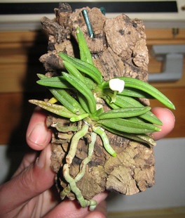 小白鸽长足兰 Pteroceras semiteretifolia 洋兰 原生种 缸养