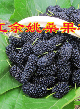 浙江果树桑葚树桑枣桑葚子桑树苗桑葚嫁接苗桑叶树苗38元自动包邮