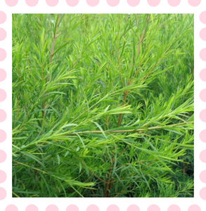 其精油含量高适合分离精油