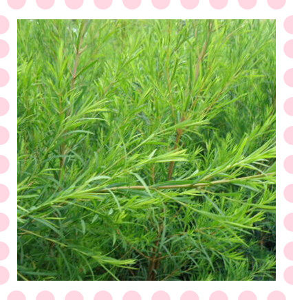 其精油含量高适合分离精油