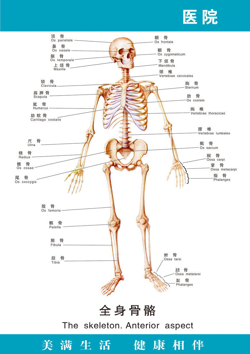 729海报印制展板写真喷绘贴纸253医院人体全身骨骼图