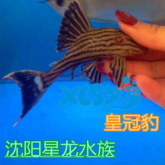 异形鱼 哥伦比亚绿皮皇冠豹 哥白 哥绿 大头 啃木头的鱼