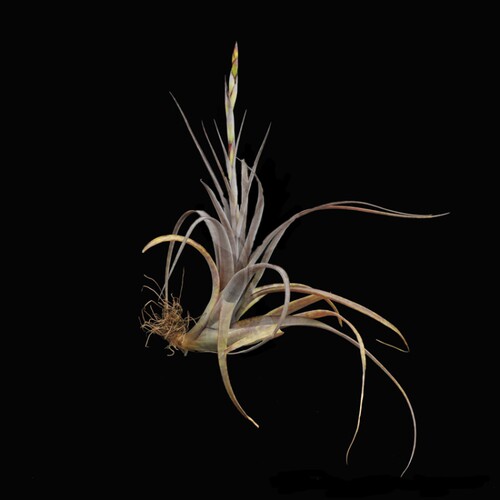 展示 空气凤梨 Tillandsia pfisteri 稀有原生品种