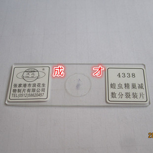 浪花 蝗虫精巢减数分裂装片 43414教学仪器 张家港30片以上送木盒