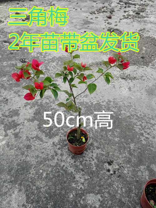 三角梅花苗盆栽九重葛三叶梅三角花杜鹃花